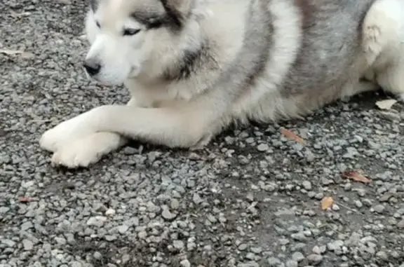 Найдена собака, Московская область, фото: Собака найдена в Думино, МО