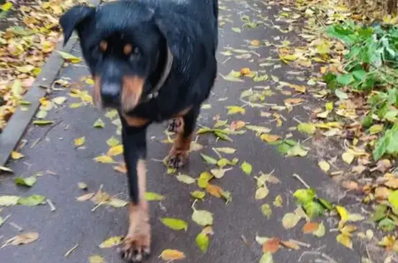 Собака найдена на Студёновской улице