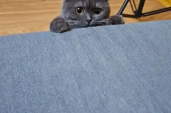 Пропала кошка, Чкалова 32А, Йошкар-Ола