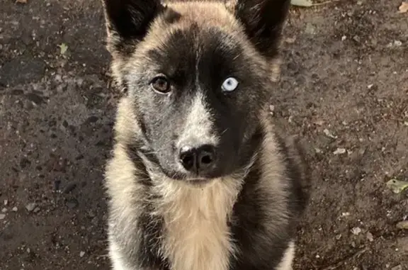 Найдена собака, Улан-Удэ, фото: Собака найдена, Шульца 4, Улан-Удэ