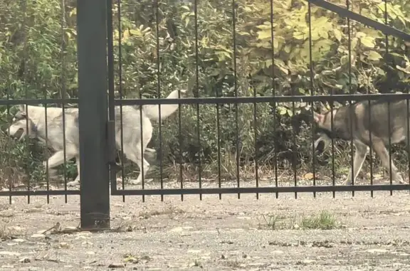 Собаки найдены на Малой Бугровке, 18