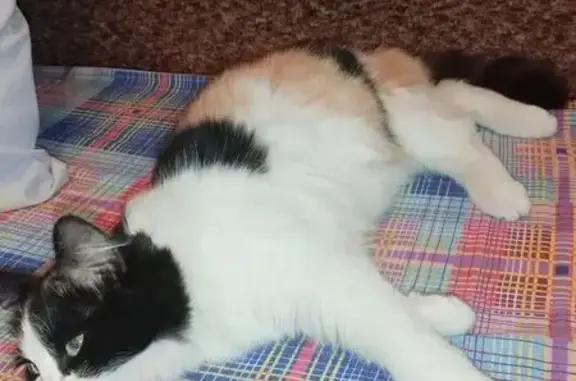 Кошка найдена: Йошкар-Ола, Мышино, 4