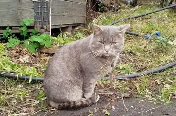 Найдена кошка, Златогорова, фото: Найдена кошка, Советская ул., Златогорова