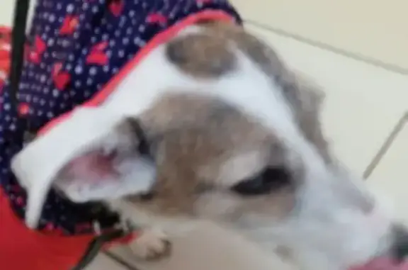 Найдена собака, Киров, фото: Найдена собака на Владимирской, 23, Киров