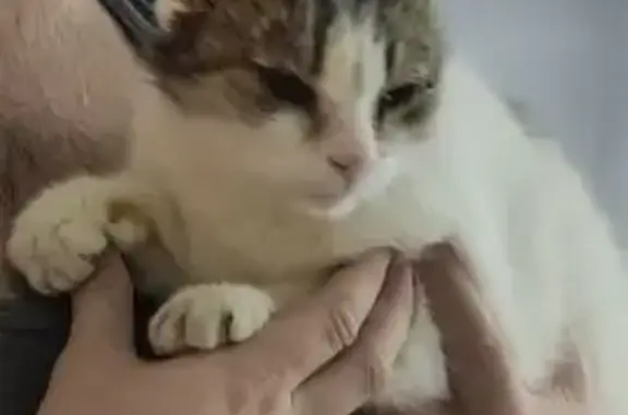 Найдена кошка, Нижний Новгород, фото: Кошка найдена, Центральная ул., Н. Новгород