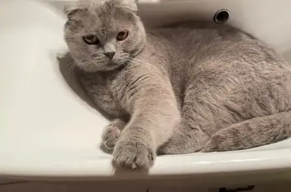 Кошки потеряшки, Вологда, фото: Потеряшка кошка, 6-я Садовая ул., Вологда