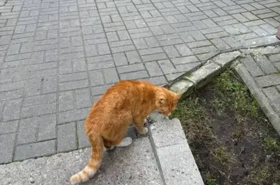 Кошка найдена: Виктора Денисова 22, КГД