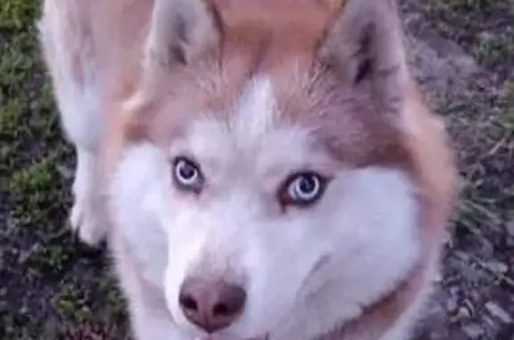 Пропала собака, Кемерово, Дорожная ул.