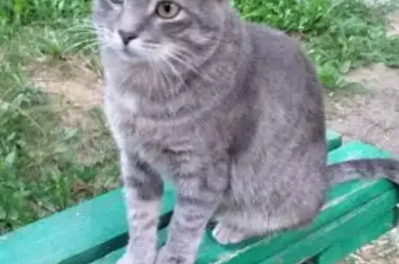 Пропала кошка Маша, Советская ул. 7