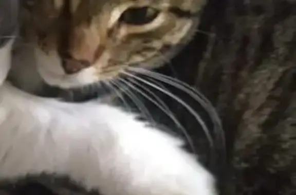 Пропала кошка, Лесопарковая 102/1