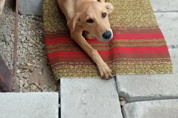 Найдена собака на Усть-Курдюмской, Саратов