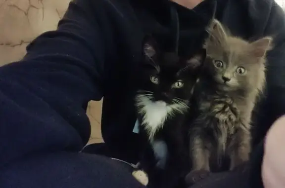 Найдена кошка, Тюменская область, фото: Чапай и Макс найдены в Тюмени