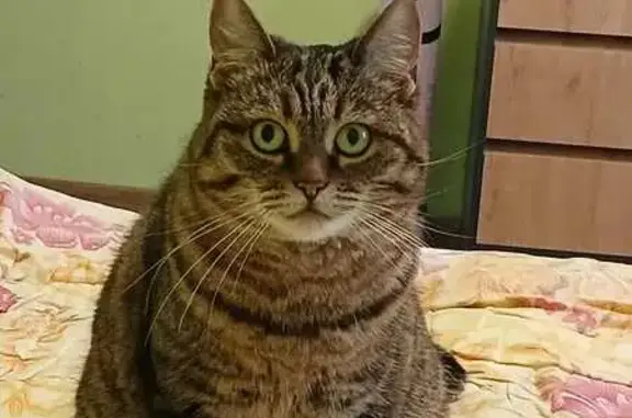 Кошки потеряшки, , фото: Потеряшка кошка, Светлая ул., Ленинский