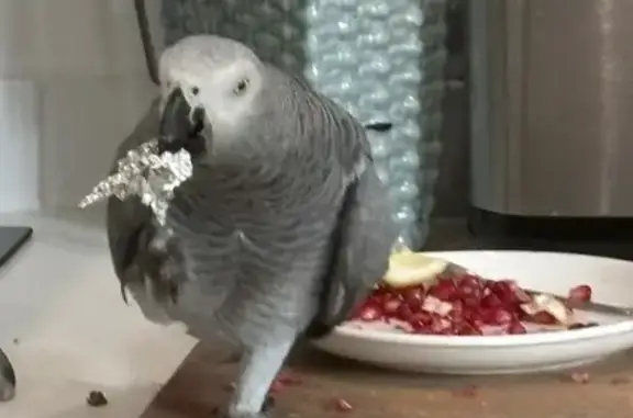 Пропал попугай жако, Широкая ул., Калужская