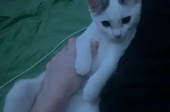 Пропала кошка на ул. Кирова, 16, Юрга