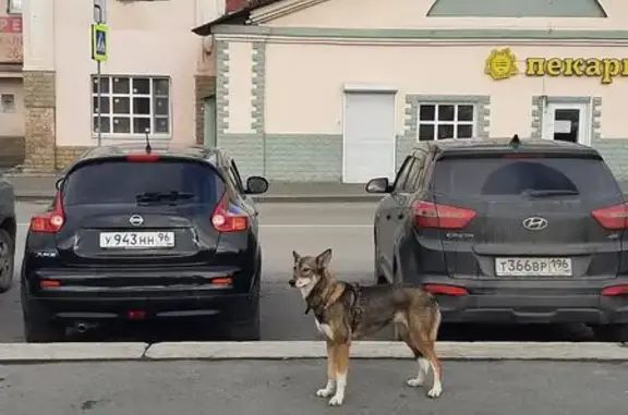 Найдена собака, Екатеринбург, фото: Собака найдена: ул. Кирова, 28, Екб