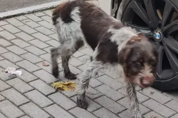 Найдена собака, Московская область, фото: Найдена собака дратхар, МО