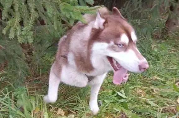 Найдена собака, , фото: Хаски найден: Спасское, 46К-9310