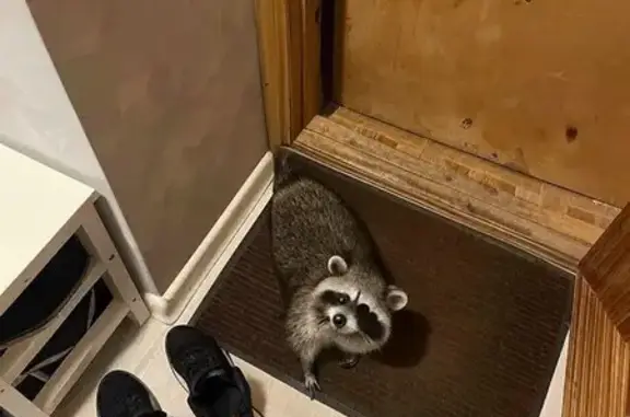 Найденные животные Ярославль, фото: Енот найден на Московском проспекте, 115