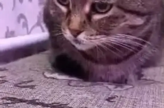 Пропала кошка, Обуховский пер. 11, Ростов-на-Дону