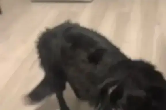 Найдена собака, , фото: Найдена собака, Летняя ул., 17А, Дагомыс