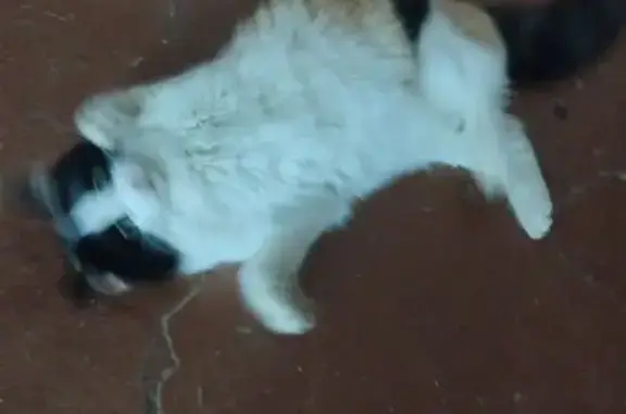 Кошка найдена: ул. Мышино, 5, Йошкар-Ола