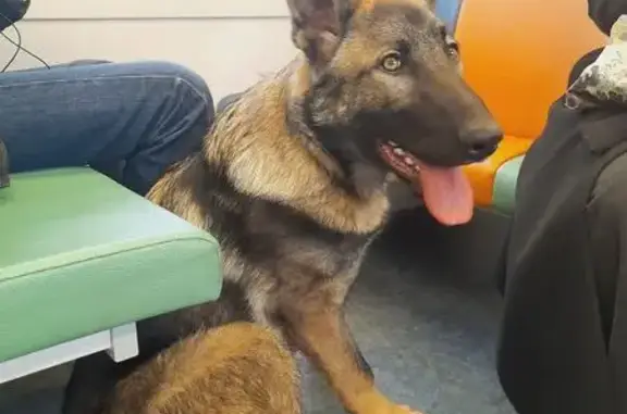 Найдена собака, Кубинка, фото: Собака найдена на Привокзальной, Кубинка