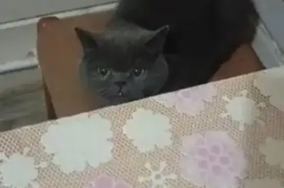 Кошки потеряшки, Иглино, фото: Потеряшка кошка, Иглино, ул. Пирогова, 7В