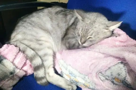 Пропала кошка, Железнодорожная 30, Канаш