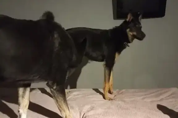 Собаки потеряшки, Ульяновск, фото: Потеряшка собака, ул. Стасова, Ульяновск