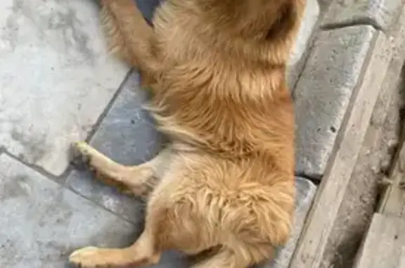 Собаки потеряшки, Екатеринбург, фото: Потеряшка собака на ул. Пехотинцев, 2Д