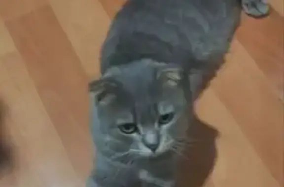 Найдена кошка, Тюмень, фото: Найдена кошка, ул. Ершова, Тюмень