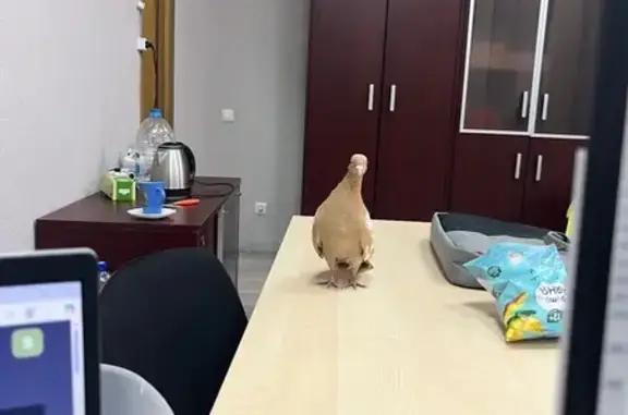 Найденные животные Ярославль, фото: Голубь найден на ул. Карабулина, Ярославль