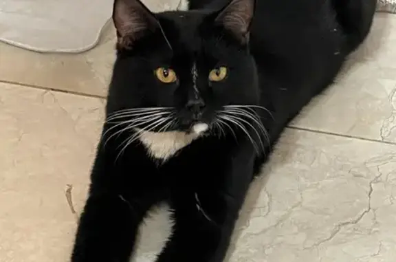 Пропал котик Тедди, п. ГосПлемЗавод 183