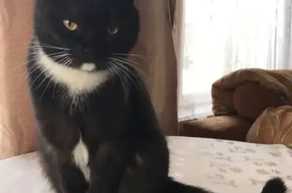 Кошки потеряшки, Екатеринбург, фото: Потеряшка кошка, ул. Герцена, 4, Екатеринбург