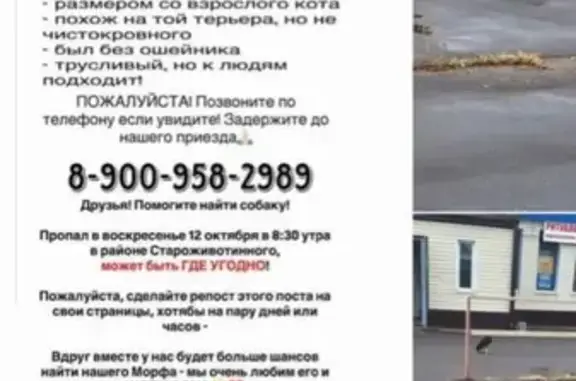 Пропала собака, Староживотинное, ВО.