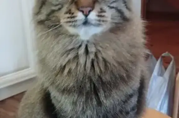 Пропала кошка, Спортивная ул., Чисмена