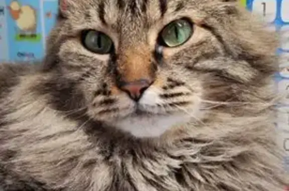 Пропала кошка, Спортивная ул., Чисмена