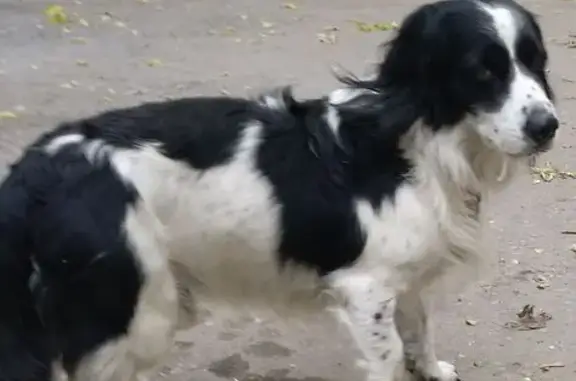 Найдена собака у школы на Гагарина, 24