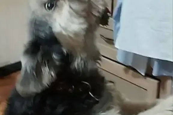 Собаки потеряшки, , фото: Потеряшка собака, ул. Беляева, Пенза