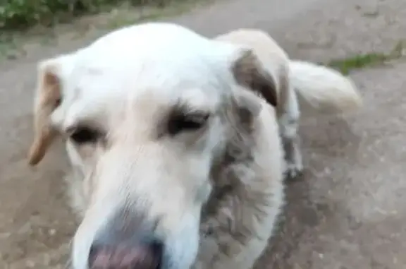 Найдена собака, Тверская область, фото: Найдена собака, Тверская область