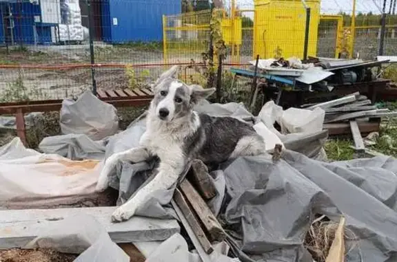 Собаки потеряшки, Арамиль, фото: Потеряшка серая собака, ст. Арамиль