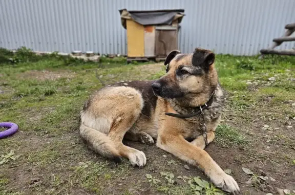 Собаки потеряшки, Ногинск, фото: Потеряшка собака, шоссе Энтузиастов, 85 к2