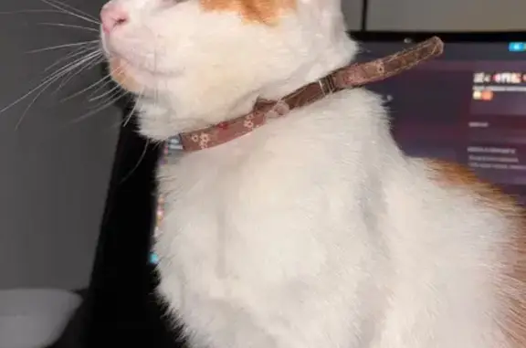 Объявления о пропавших и найденных животных, Тара, фото: Пропала кошка, ул. Ленина, 13, Тара