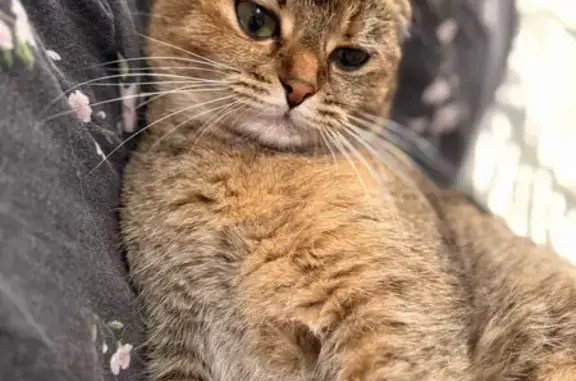 Пропала кошка, Оскольская ул., 30