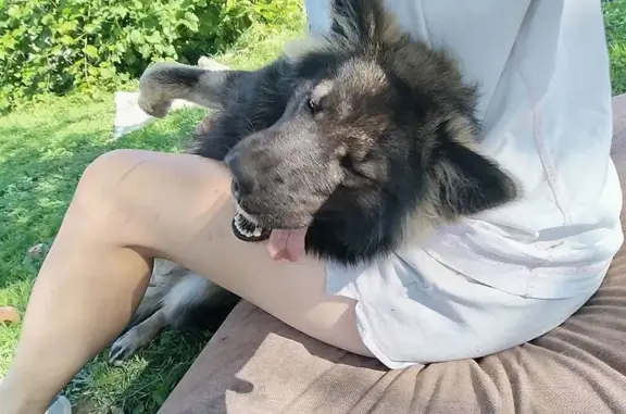 Пропала собака, пер. Руднева, Донской