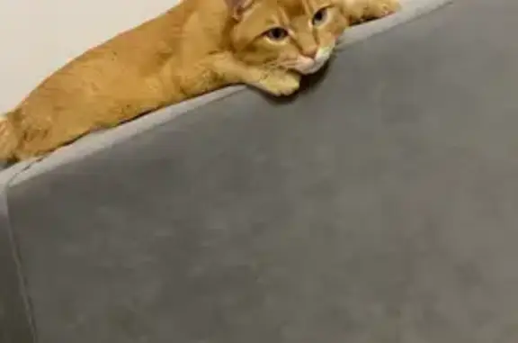 Кошки потеряшки, Благовещенск, фото: Потеряшка рыжая кошка, Амурская 12, Блг.