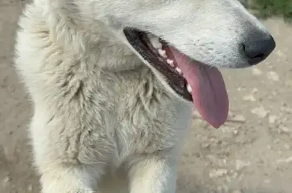 Пропала собака, Нижний Новгород, 22Р-0159