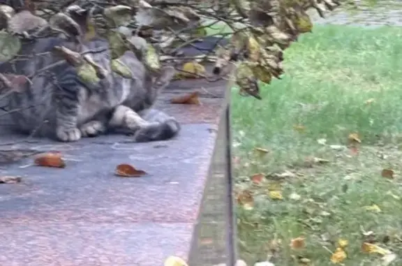 Кошка найдена: Ломоносовский пр., 27к4