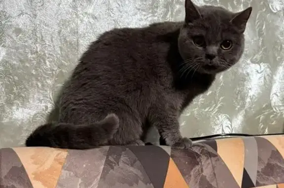 Кошки потеряшки, Томск, фото: Потеряшка кошка, Томск, Кольцевой проезд